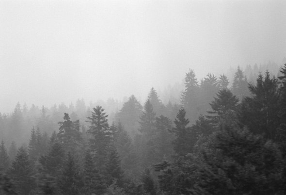 Foggy forest