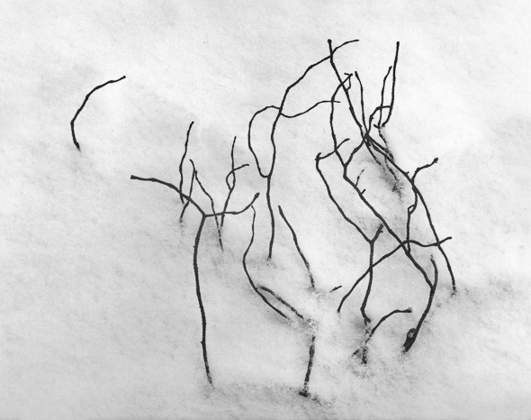 Branches in snow