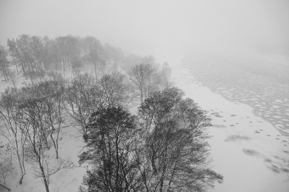 Foggy trees