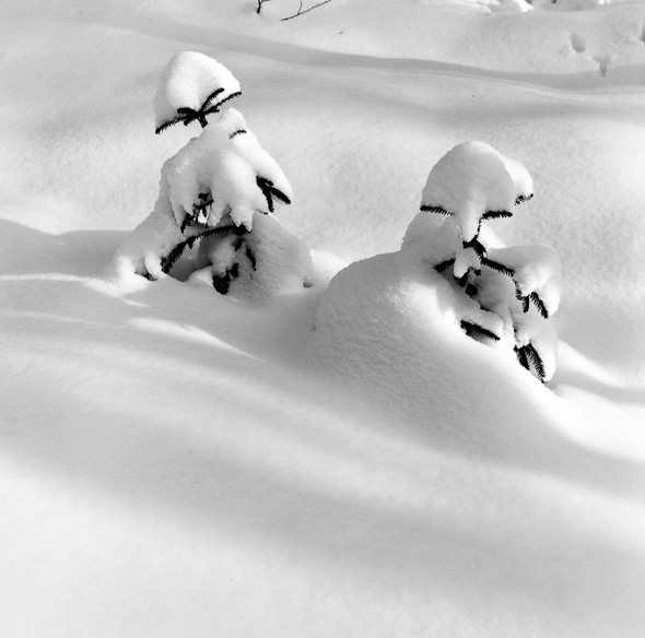 Trees in snow