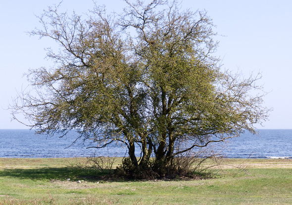 Tree by the sea