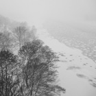 Foggy trees