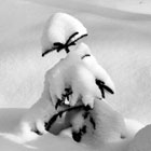 trees in snow