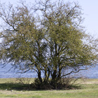 Tree by the sea